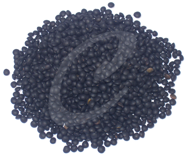 Beluga Linzen