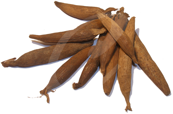 Peul van de Vrede Jujube